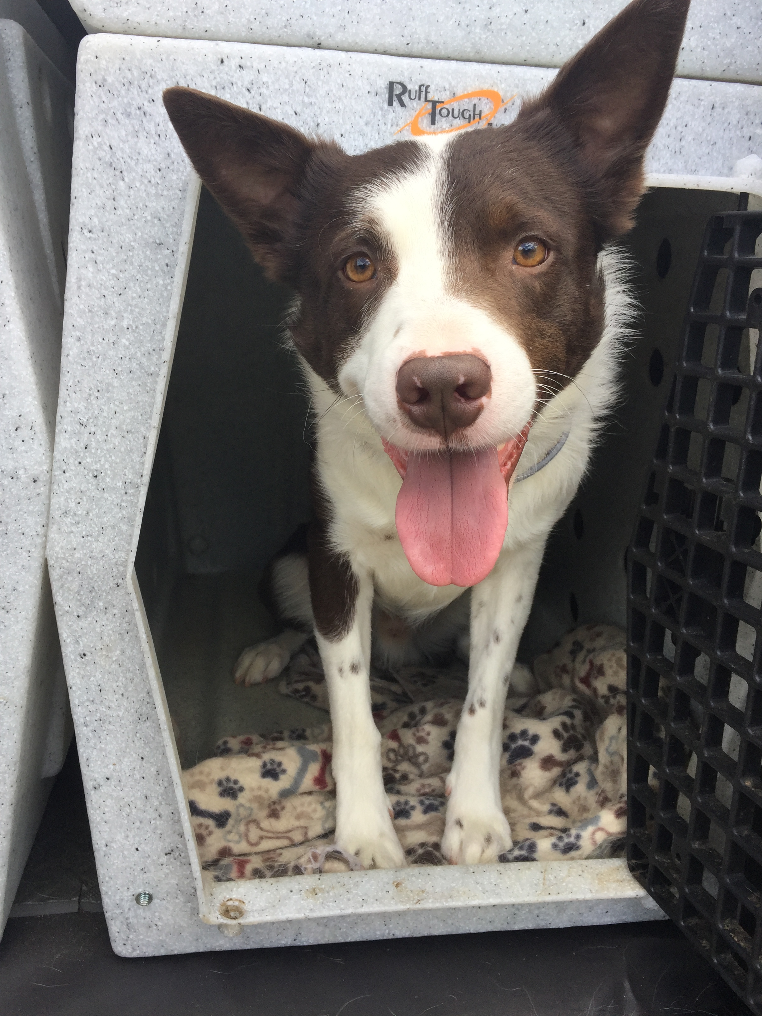 Triad Rugby Dogs Competing With Dogs: My Top 5 Favorite Things – Radical Canines